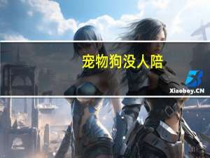 宠物狗没人陪