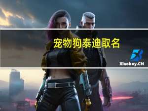 宠物狗泰迪取名