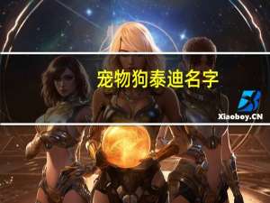 宠物狗泰迪名字