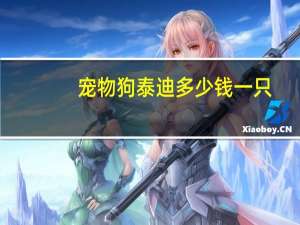 宠物狗泰迪多少钱一只