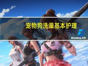 宠物狗洗澡基本护理