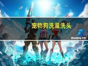 宠物狗洗澡洗头