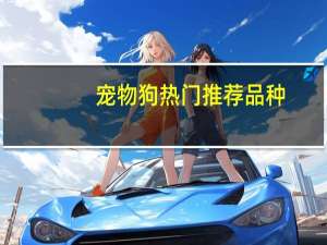 宠物狗热门推荐品种