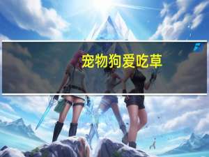 宠物狗爱吃草