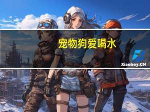 宠物狗爱喝水