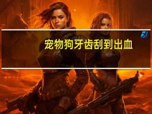 宠物狗牙齿刮到出血