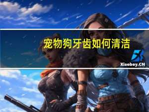 宠物狗牙齿如何清洁