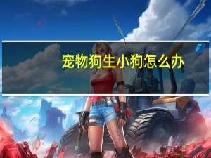 宠物狗生小狗怎么办