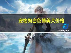 宠物狗白色博美犬价格