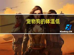 宠物狗的体温低