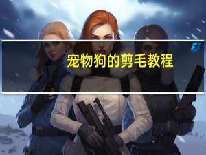 宠物狗的剪毛教程