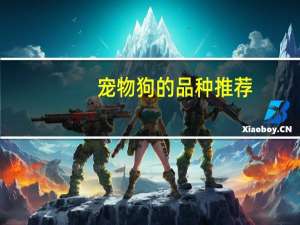 宠物狗的品种推荐