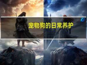 宠物狗的日常养护