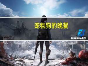 宠物狗的晚餐