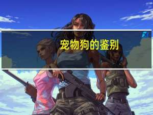 宠物狗的鉴别