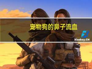 宠物狗的鼻子流血