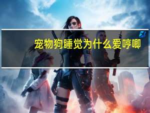 宠物狗睡觉为什么爱哼唧
