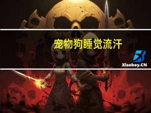 宠物狗睡觉流汗