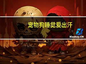 宠物狗睡觉爱出汗