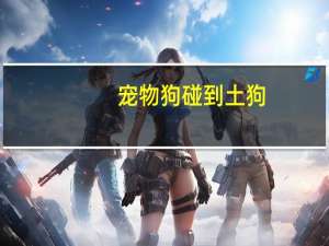 宠物狗碰到土狗