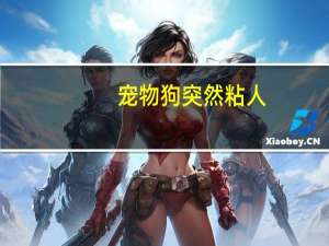 宠物狗突然粘人