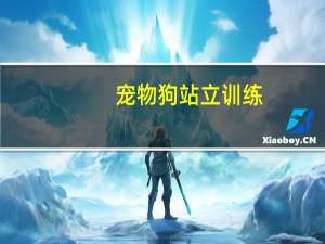 宠物狗站立训练