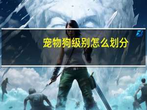 宠物狗级别怎么划分