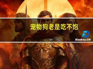 宠物狗老是吃不饱