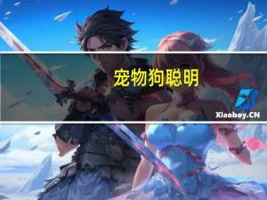 宠物狗聪明