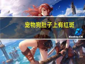 宠物狗肚子上有红斑