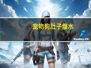 宠物狗肚子腹水