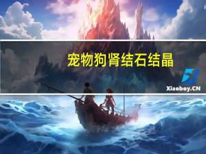宠物狗肾结石结晶