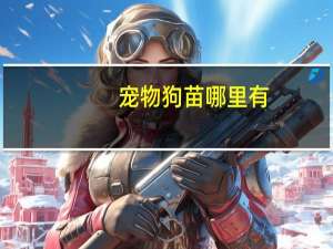 宠物狗苗哪里有
