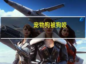 宠物狗被狗咬