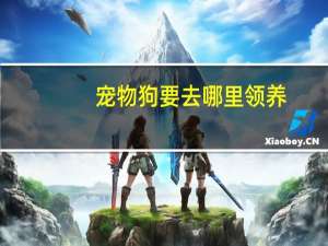 宠物狗要去哪里领养