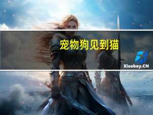 宠物狗见到猫