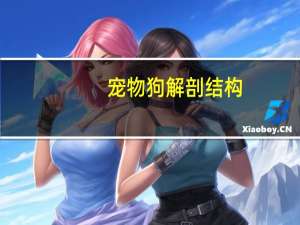 宠物狗解剖结构