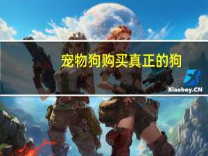 宠物狗购买真正的狗