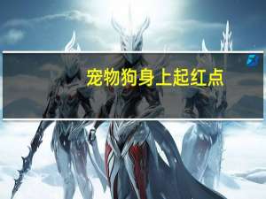 宠物狗身上起红点