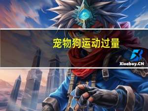 宠物狗运动过量