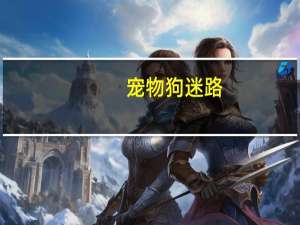 宠物狗迷路