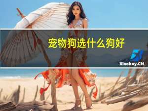 宠物狗选什么狗好