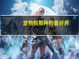 宠物狗那种狗最好养