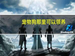 宠物狗那里可以领养