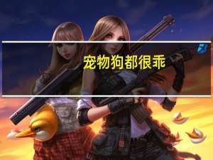 宠物狗都很乖