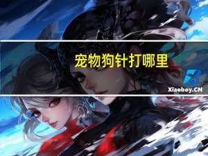 宠物狗针打哪里