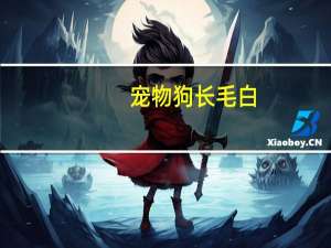 宠物狗长毛白