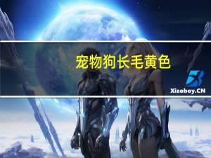 宠物狗长毛黄色