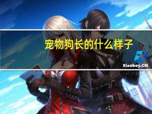 宠物狗长的什么样子