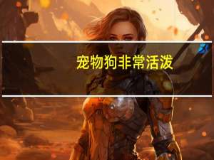 宠物狗非常活泼